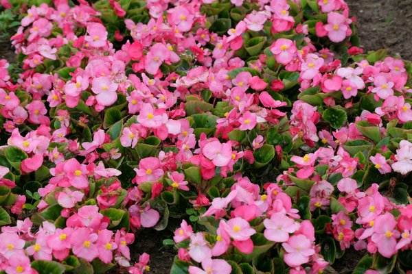 L'histoire des chalets: d'abris de montagne à maisons de luxe